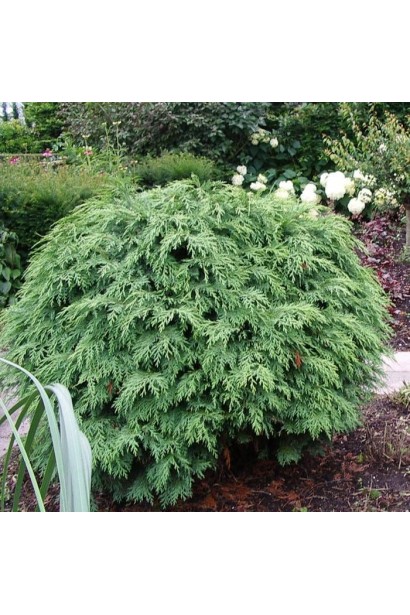 Кипарисовик  Глобоза округла крона